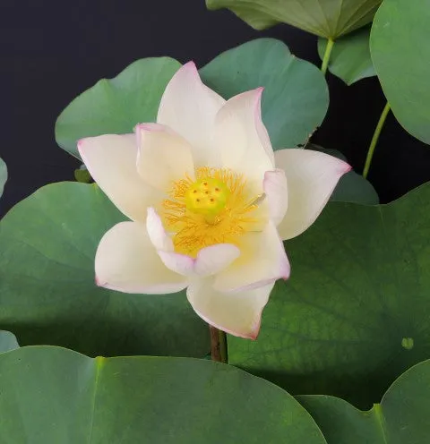 Chawan Basu Lotus, One of the oldest Lotus in the USA