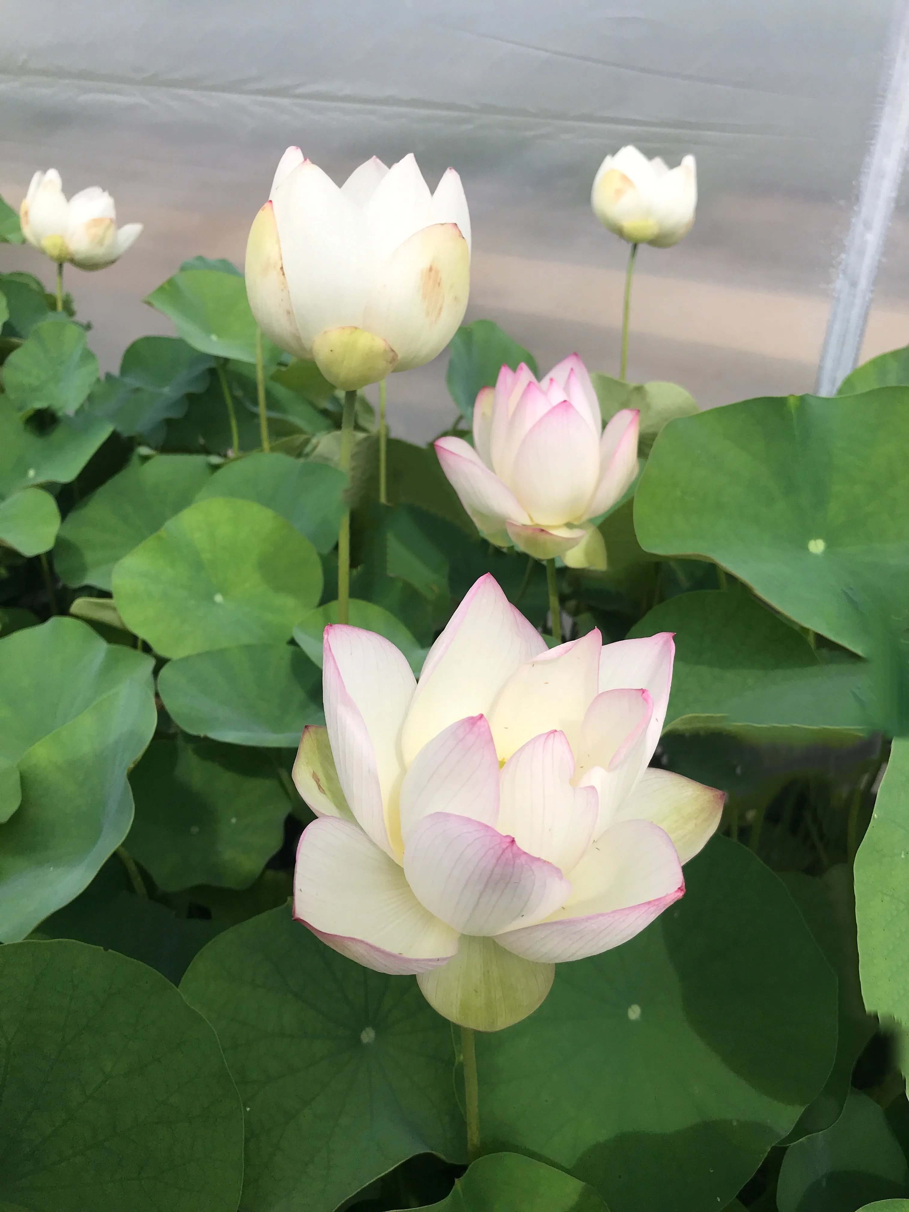 Chawan Basu Lotus, One of the oldest Lotus in the USA