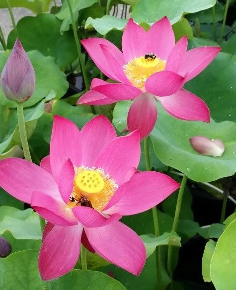 Red At Sunset Lotus<br>Eye-catching red blooms on this petite lotus!