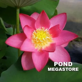 Red At Sunset Lotus<br>Eye-catching red blooms on this petite lotus!