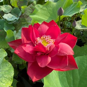 Scarlet Lady Lotus