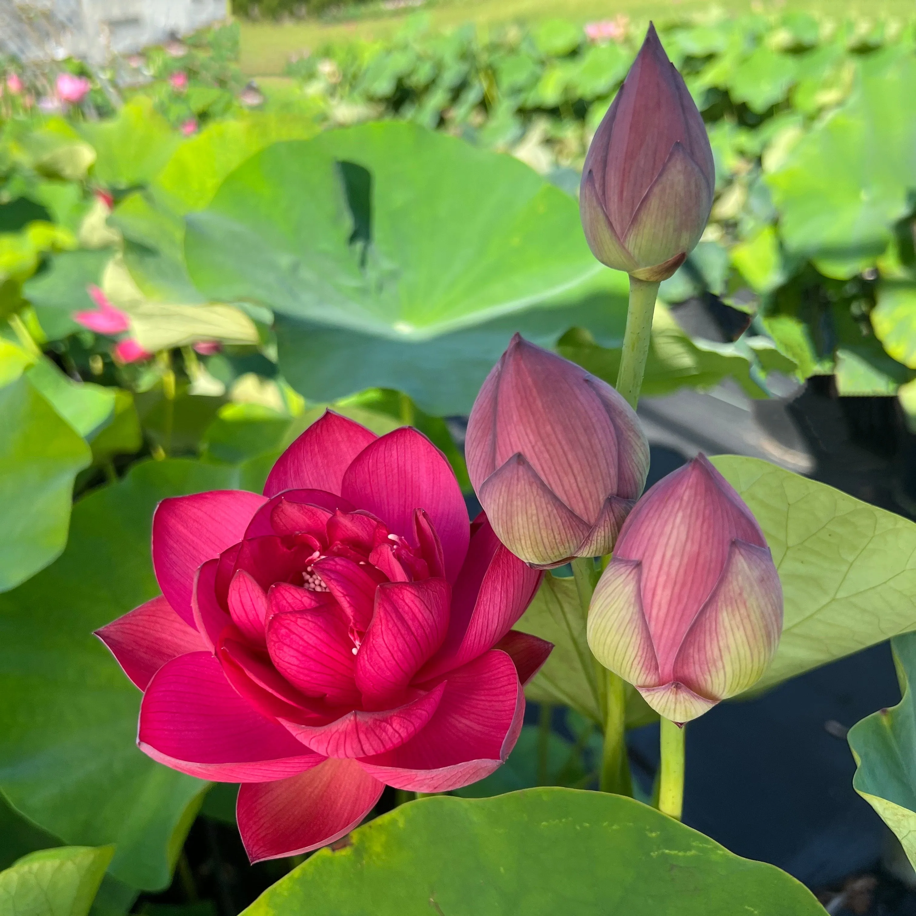 Scarlet Lady Lotus
