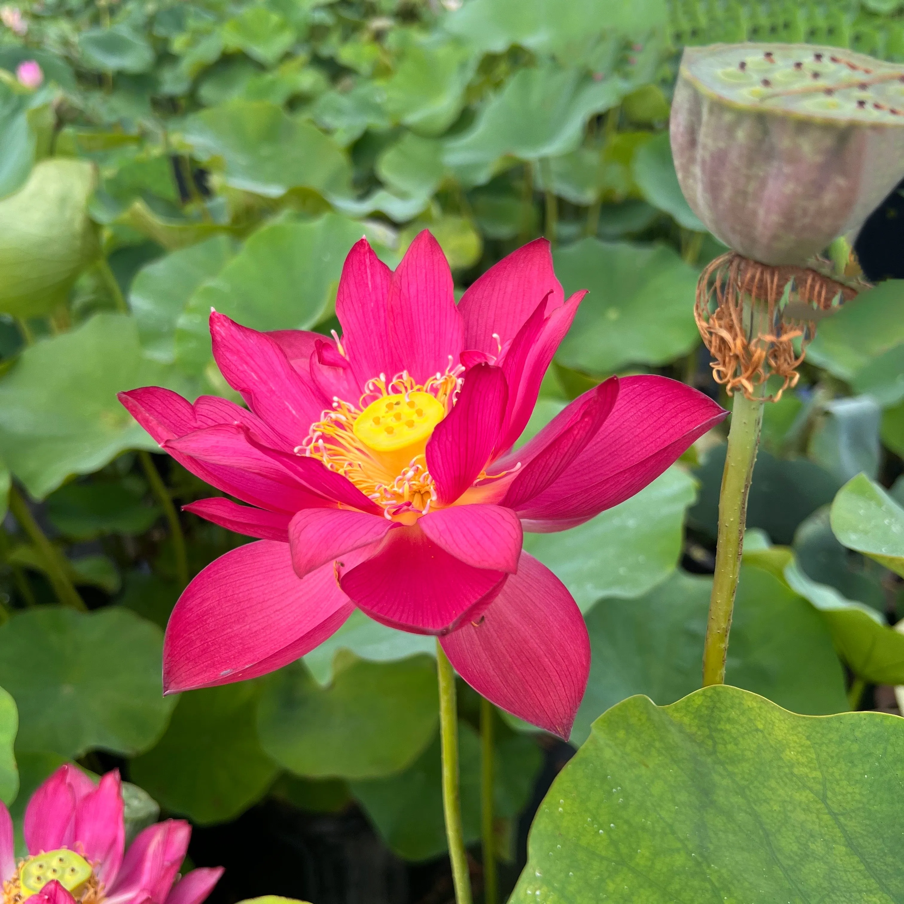 Scarlet Lady Lotus