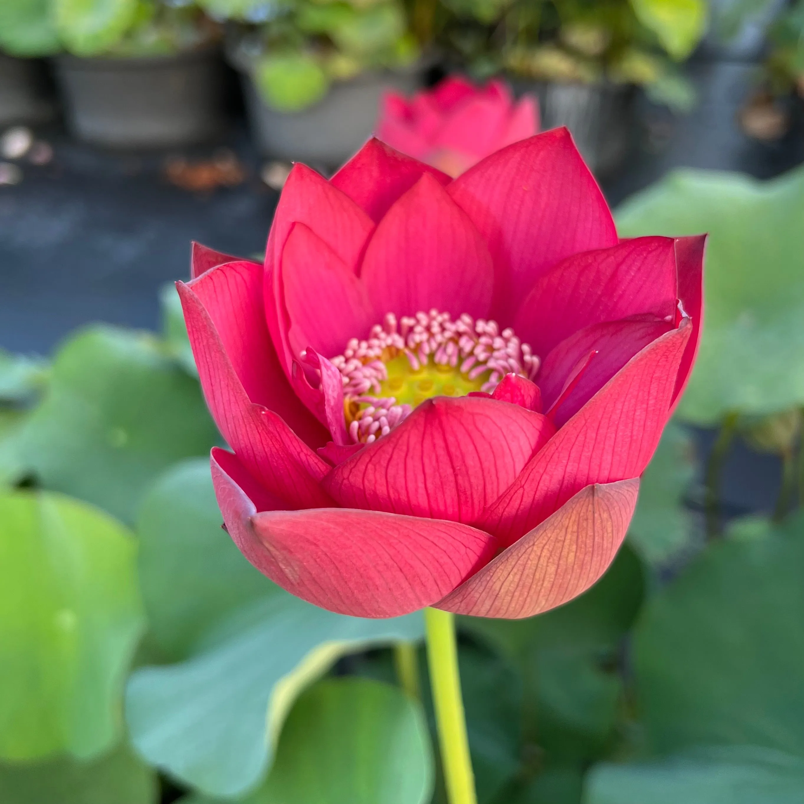 Scarlet Lady Lotus